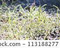 winter frost dew 113188277