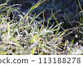 winter frost dew 113188278