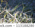 winter frost dew 113188280