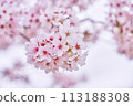 Cherry Blossom	 113188308