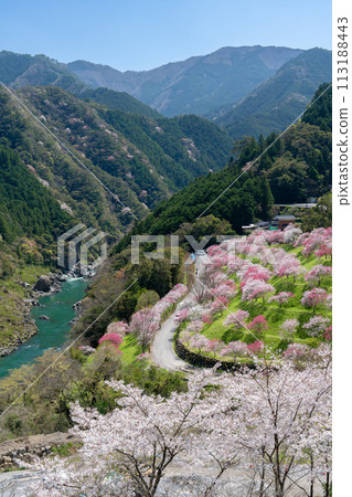 Flower peach of Hijiribashi 113188443