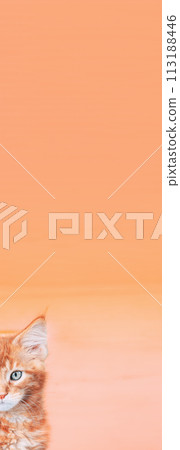 Small Kitten Face Copy Space Background In Calming Coral Color. Young Red Ginger Maine Coon. Maine Shag Amazing Pets. Portrait On Backdrop In Yellow Light Orange Colors 113188446