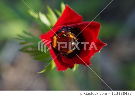 Detail of bee or honeybee on Red Anemone coronaria, the poppy anemone,  native to the Mediterranean region 113188482