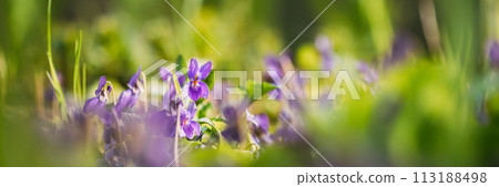 Beautiful Flowers Viola Odorata. Flowering Blooming Plant In Viola Family. Native To Europe And Asia. Background Nature Abstract Natural Green Bokeh. Summertime Background 113188498