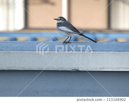Wagtail playing on the balcony 113188902
