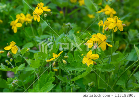 Macro photo of natural yellow flowers of celandine. Background blooming flowers plant celandine 113188903