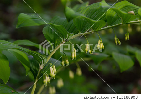 Polygonatum multiflorum, the Solomon's seal, David's harp, ladder-to-heaven or Eurasian Solomon's seal, is a species of flowering plant in the family Asparagaceae Polygonatum multiflorum, the Solomon's seal, David's harp, ladder-to-heaven or Eurasian Solomon's seal, is a species of flowering plant in the family Asparagaceae 113188908