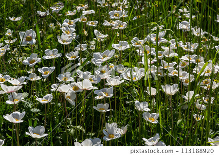 White spring flowers in green grass lawn. White anemone flowers. Anemone sylvestris, snowdrop anemone, windflower 113188920
