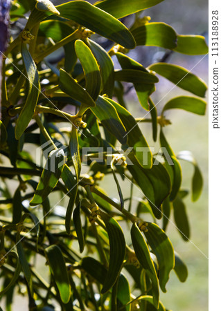 Mistletoe aka viscum is parasite plant growing on trees. Closeup view of mistletoe on bare tree on blue sky background Mistletoe aka viscum is parasite plant growing on trees. Closeup view of mistletoe on bare tree on blue sky background 113188928