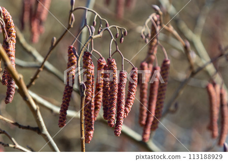 Small branch of black alder Alnus glutinosa with male catkins and female red flowers. Blooming alder in spring beautiful natural background with clear earrings and blurred background 113188929
