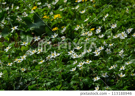 The many white wild flowers in spring forest. Blossom beauty, nature, natural. Sunny summer day, green grass in park. Anemonoides nemorosa 113188946
