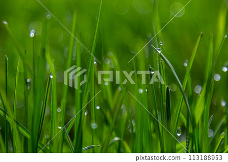 Water drops on the green grass. Morning dew, watering plants. Drops of moisture on leaves after rain. Beautiful green background on an ecological theme Water drops on the green grass. Morning dew, watering plants. Drops of moisture on leaves after rain. Beautiful green background on an ecological theme 113188953