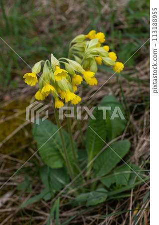 Yellow Primula veris cowslip, common cowslip, cowslip primrose on soft green background.Selective focus Yellow Primula veris cowslip, common cowslip, cowslip primrose on soft green background.Selective focus 113188955