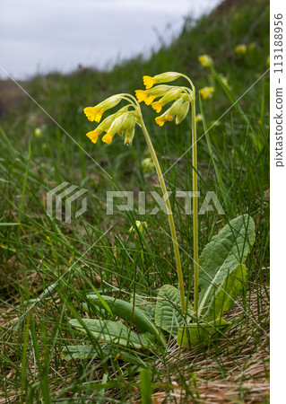 Yellow Primula veris cowslip, common cowslip, cowslip primrose on soft green background.Selective focus Yellow Primula veris cowslip, common cowslip, cowslip primrose on soft green background.Selective focus 113188956