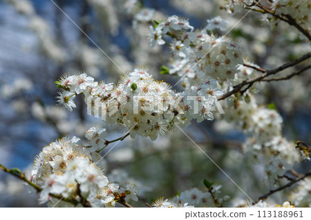 Selective focus of beautiful branches of plum blossoms on the tree under blue sky, Beautiful Sakura flowers during spring season in the park, Floral pattern texture, Nature background 113188961