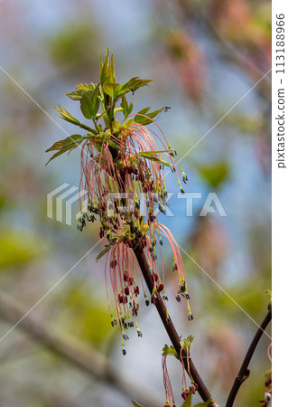 The ash-leaved maple Acer negundo flowers in early spring, sunny day and natural environment, blurred background The ash-leaved maple Acer negundo flowers in early spring, sunny day and natural environment, blurred background 113188966
