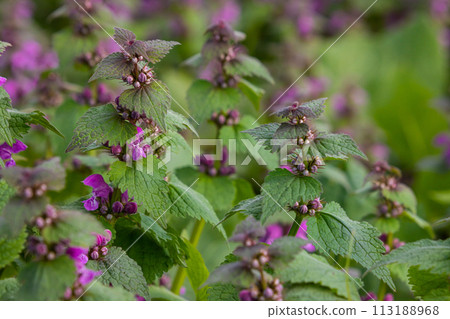Deaf nettle blooming in a forest, Lamium purpureum. Spring purple flowers with leaves close up Deaf nettle blooming in a forest, Lamium purpureum. Spring purple flowers with leaves close up 113188968