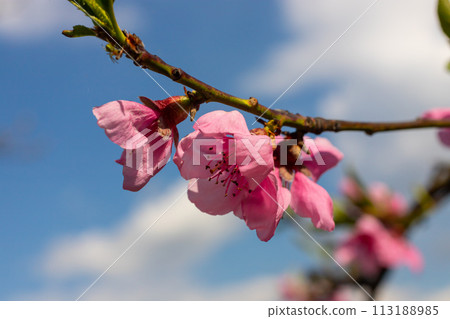 Peach tree, blurred background. Blooming tree in spring with pink flowers. The beauty of the spring garden, the concept of spring 113188985