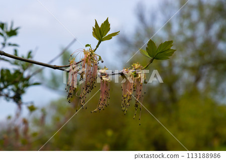 The ash-leaved maple Acer negundo flowers in early spring, sunny day and natural environment, blurred background 113188986