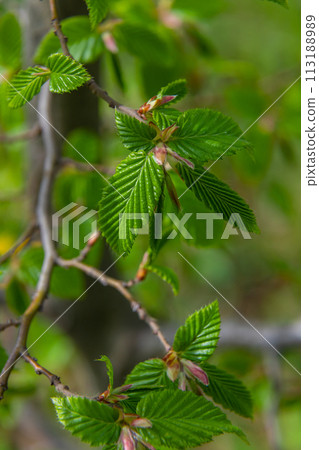 Hornbeam leaf in the sun. Hornbeam tree branch with fresh green leaves. Beautiful green natural background. Spring leaves 113188989
