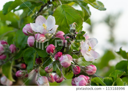 Flower buds, flowers and green young leaves on a branch of a blooming apple tree. Close-up of pink buds and blossoms of an apple tree on a blurred background in spring. Selective focus 113188996
