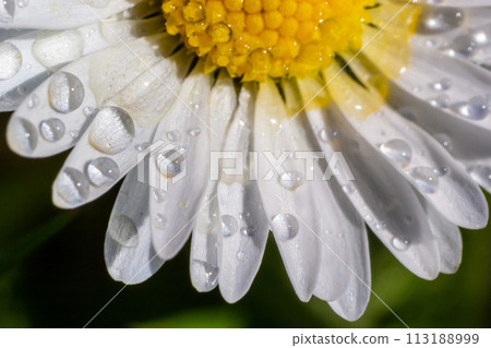 Macro image of dewy Daisy flower or Bellis perennis from Asteraceae family, close up of blooming spring meadow flowers Macro image of dewy Daisy flower or Bellis perennis from Asteraceae family, close up of blooming spring meadow flowers 113188999