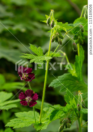 Dark purple dusky flowers in the garden, selective focus with green bokeh background - Geranium faeum 113189006