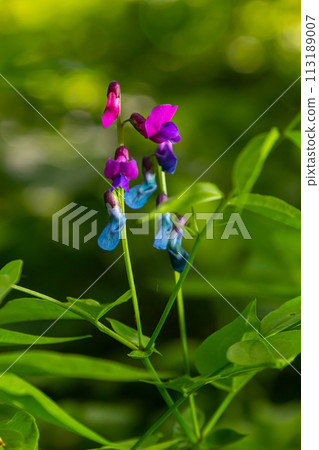 Lathyrus vernus in bloom, early spring vechling flower with blosoom and green leaves growing in forest, macro 113189007