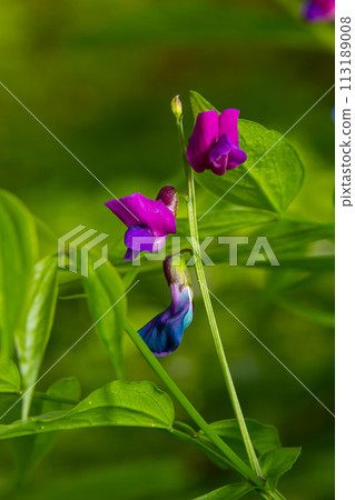 Lathyrus vernus in bloom, early spring vechling flower with blosoom and green leaves growing in forest, macro Lathyrus vernus in bloom, early spring vechling flower with blosoom and green leaves growing in forest, macro 113189008