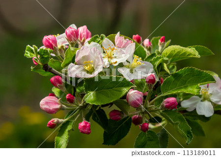 Flower buds, flowers and green young leaves on a branch of a blooming apple tree. Close-up of pink buds and blossoms of an apple tree on a blurred background in spring. Selective focus Flower buds, flowers and green young leaves on a branch of a blooming apple tree. Close-up of pink buds and blossoms of an apple tree on a blurred background in spring. Selective focus 113189011