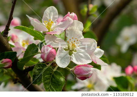 Flower buds, flowers and green young leaves on a branch of a blooming apple tree. Close-up of pink buds and blossoms of an apple tree on a blurred background in spring. Selective focus 113189012