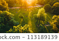 forest on the hill 113189139