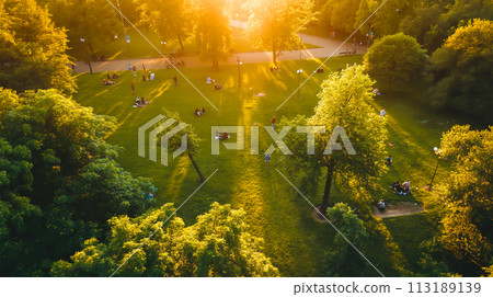 forest on the hill 113189139