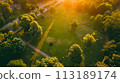 aerial view of forest in the morning 113189174