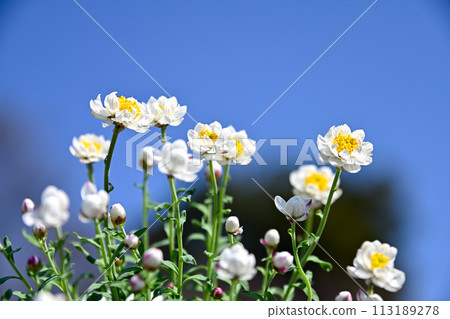 Flower cane Flower cane 113189278