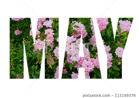 word MAY from green leaves and pink flowers roses over white background word MAY from green leaves and pink flowers roses over white background 113189376