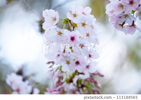 櫻花盛開 櫻花盛開 113189565