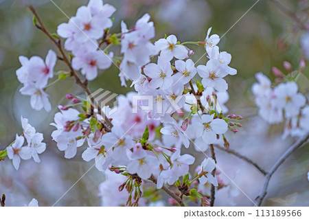 Cherry tree in full bloom  113189566