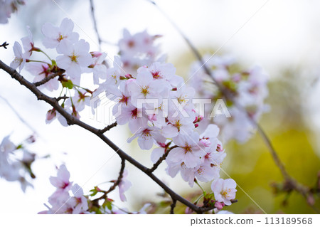 Cherry tree in full bloom  113189568