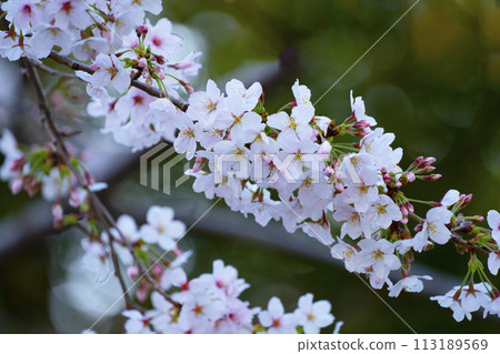 Cherry tree in full bloom  113189569