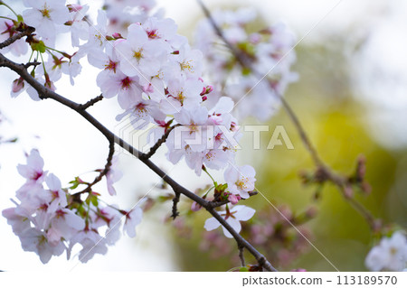 櫻花盛開 櫻花盛開 113189570