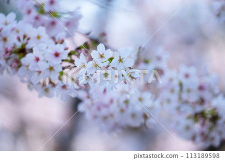櫻花盛開 櫻花盛開 113189598