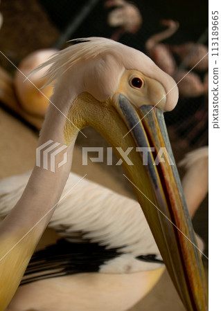 The great white pelican (Pelecanus onocrotalus) 113189665