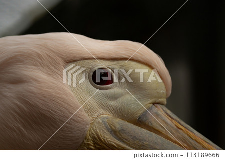 The great white pelican (Pelecanus onocrotalus) 113189666