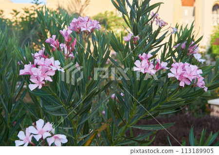 Vibrant Pink Nerium Oleander Blooms, Mediterranean Shrub in Summer Garden 113189905
