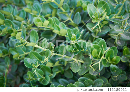 Dense foliage of Carissa macrocarpa with glossy green leaves, ideal for hedges. Dense foliage of Carissa macrocarpa with glossy green leaves, ideal for hedges. 113189911