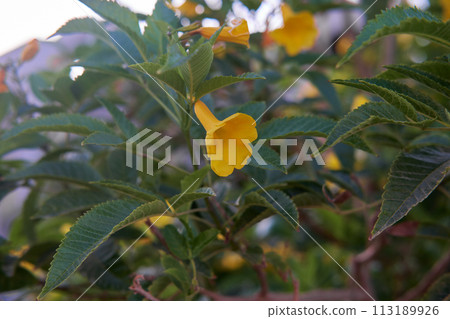 Bright yellow Tecoma stans flowers among verdant leaves in a sunlit garden. 113189926