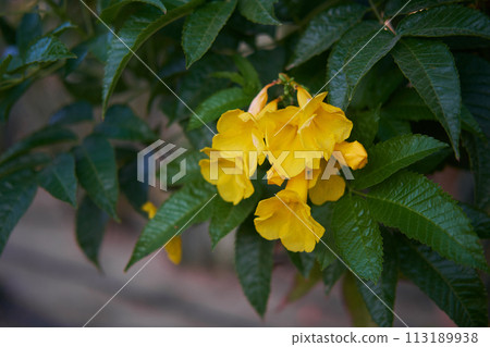 Bright yellow Tecoma stans flowers among verdant leaves in a sunlit garden. Bright yellow Tecoma stans flowers among verdant leaves in a sunlit garden. 113189938