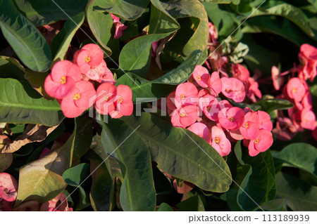 Bright Pink Euphorbia Milii Flowers in Sunlight, Tropical Garden Beauty Bright Pink Euphorbia Milii Flowers in Sunlight, Tropical Garden Beauty 113189939