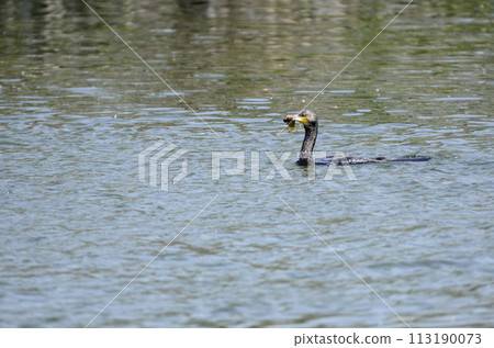 Cormorant Cormorant 113190073